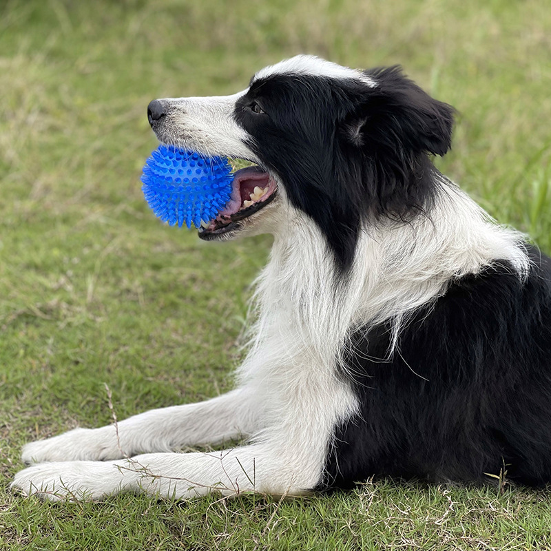 Mainan Bola Berduri TPR untuk  - Interactive Squeaky Plush Dog Toy ulasan dan harga