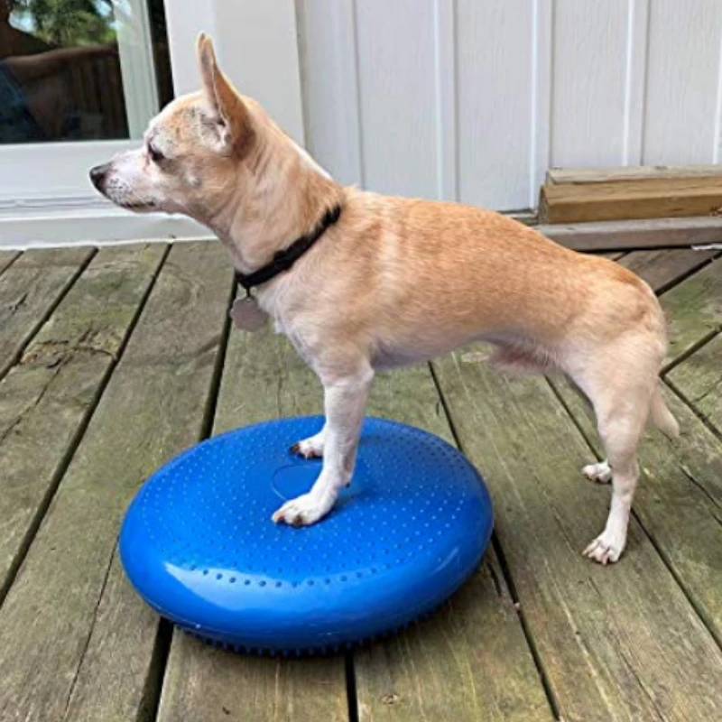 Produk mainan latihan rehabili - Flying Disc Dog Training Toy ulasan dan harga