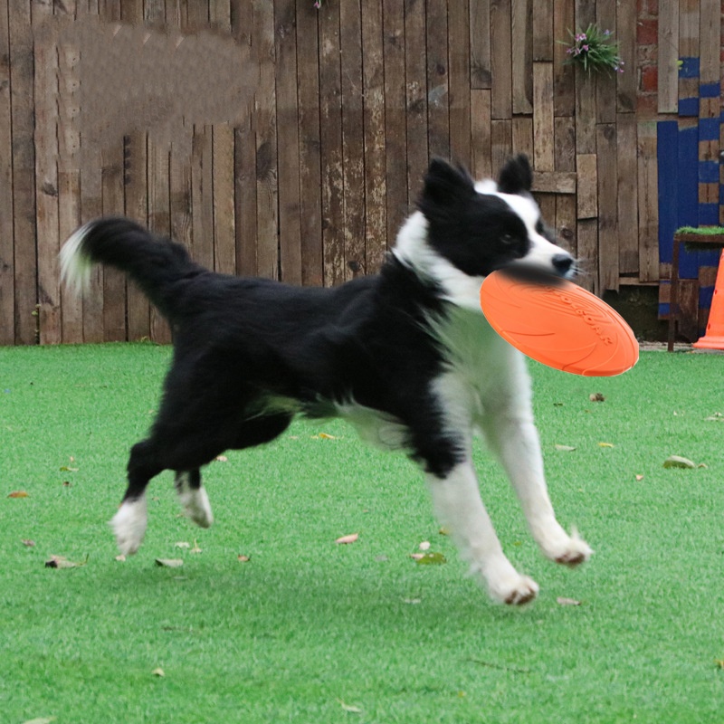 Mainan Piring Terbang Silikon  - Flying Disc Dog Training Toy ulasan dan harga