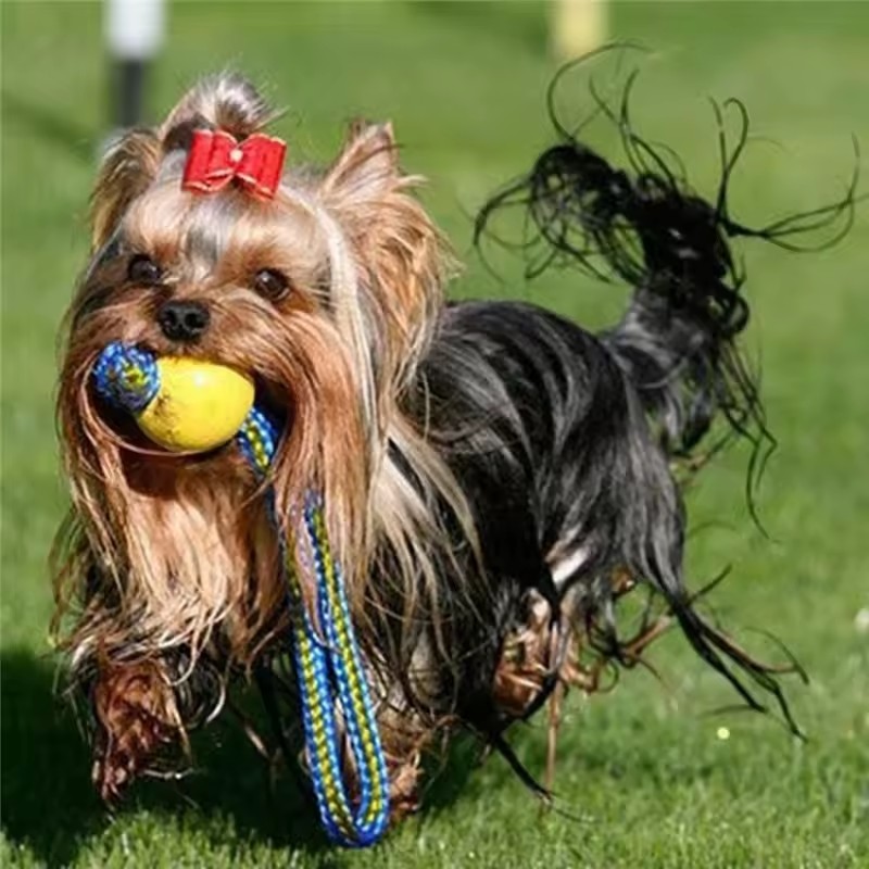 1pc Mainan Gigit Karet Anti Ru - Indestructible Dog Chew Toy ulasan dan harga